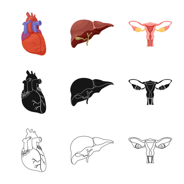 Vector illustration of body and human sign. Collection of body and medical stock vector illustration. - Vetor, Imagem