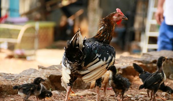 Hen and baby chickens in the garden.  - Photo, Image