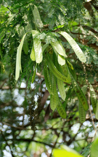 White leadtree on tree. Common names include jumbay, river tamarind, subabul,and white popinac. - Photo, Image