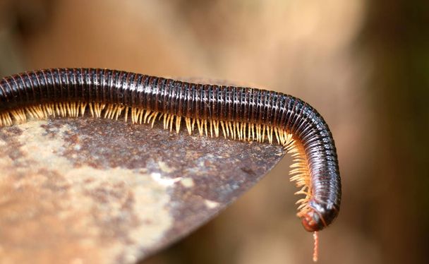 Millipede or Diplopoda. Group of arthropods that are characterized by having two pairs of jointed legs on most body segments - Photo, Image