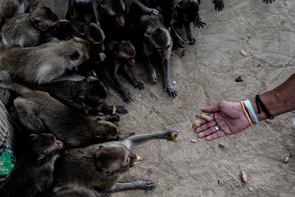 monkeys group taking food from human's hand - Photo, Image