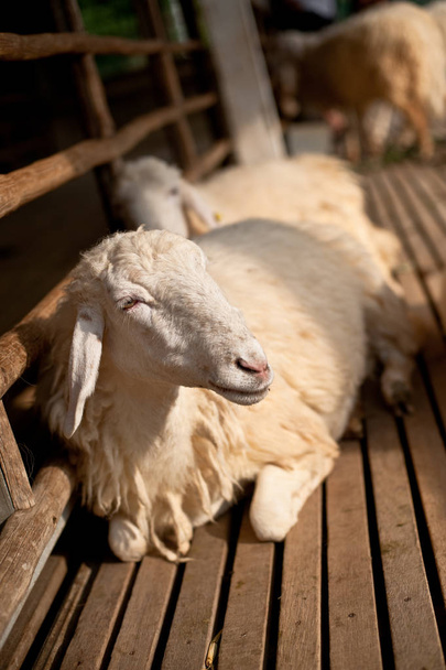 Коричнево-белая овца, лежащая на земле
. - Фото, изображение