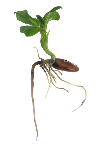 growing broad bean - Foto, Imagem
