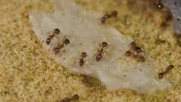 Mieren eten van suiker water dicht omhoog - Video