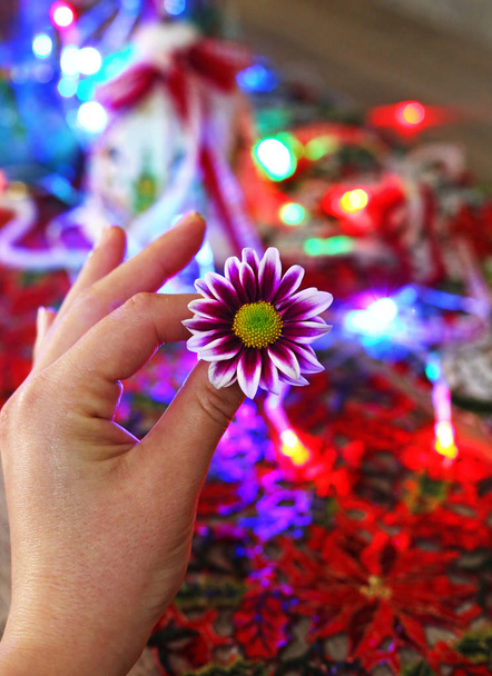 рука держит фиолетовый цветок маргаритки перед рождественскими украшениями - красочные рождественские огни - праздничный домашний декор
 - Фото, изображение