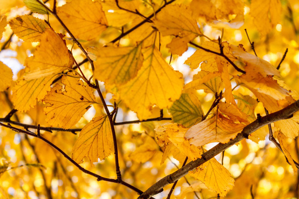 Many of yellow autumn birch leaves against the sun for the background. - 写真・画像