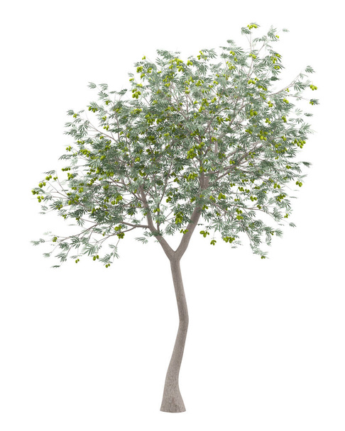 oliveira com azeitonas isoladas sobre fundo branco. ilustração 3d
 - Foto, Imagem