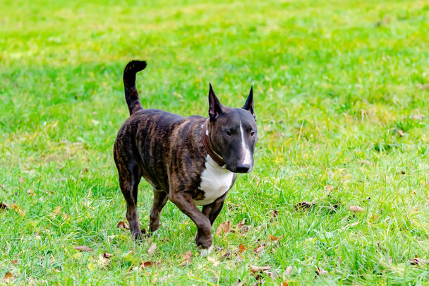 Miniatura de Bull Terrier. Joven perro enérgico pasea en el prado. Relación armoniosa con el perro: educación y formación
. - Foto, Imagen