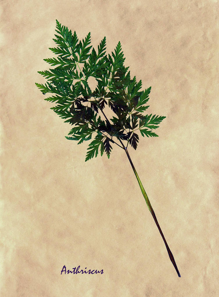 Гербарий из отжатых и высушенных листьев червиля на антикварной коричневой бумаге с латинским субскриптом Anthriscus
 - Фото, изображение