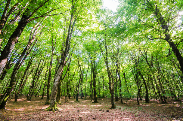Green forest during bright summer day - Fotó, kép