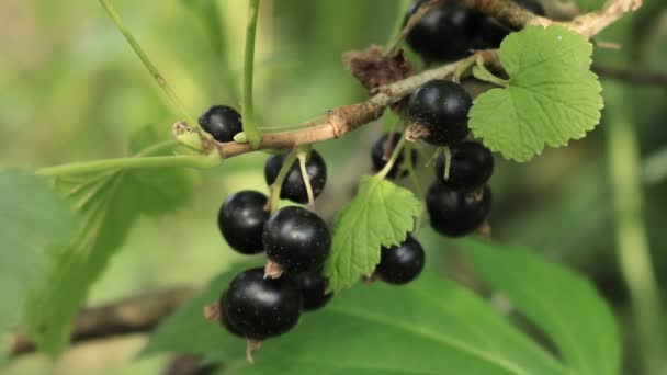 Black currant. Summer is a golden time for the food industry.  Ripe black curants. Green tourism in Western Ukraine.  - Footage, Video