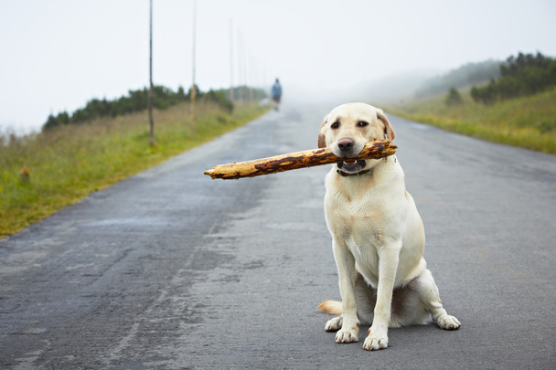 Cão com pau
 - Foto, Imagem