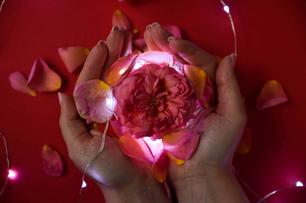 La ragazza ha in mano una rosa. arte soft focus
 - Foto, immagini