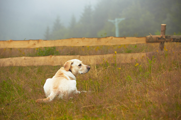 hond op veld - Foto, afbeelding