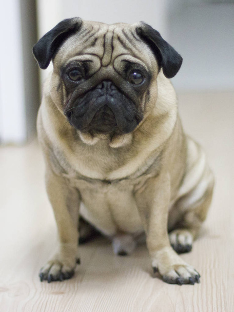 Velmi smutný pag psa s velkýma očima při pohledu na fotoaparát - Fotografie, Obrázek