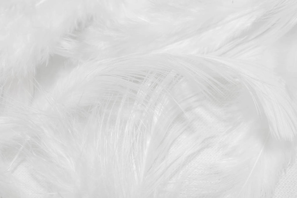 Plumas blancas sobre fondo blanco para el diseño
 - Foto, Imagen