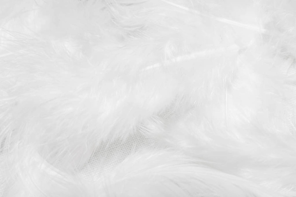 White feathers on white background for design - Photo, Image