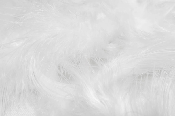 Bílé peří na bílém pozadí pro návrh - Fotografie, Obrázek