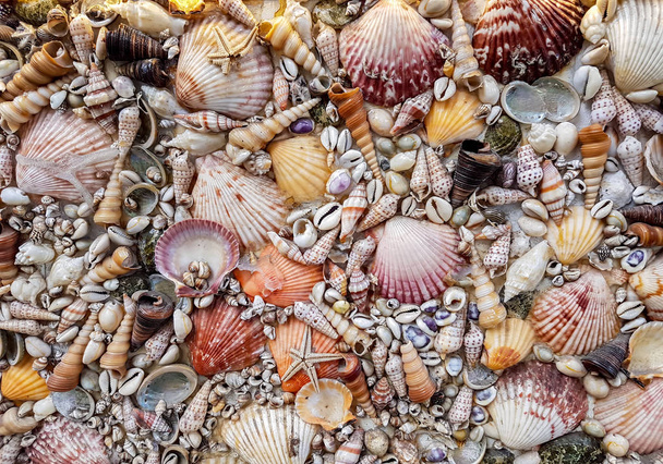 Starfishes, gyöngyök, és csodálatos tengeri kagylókból közelről - Fotó, kép