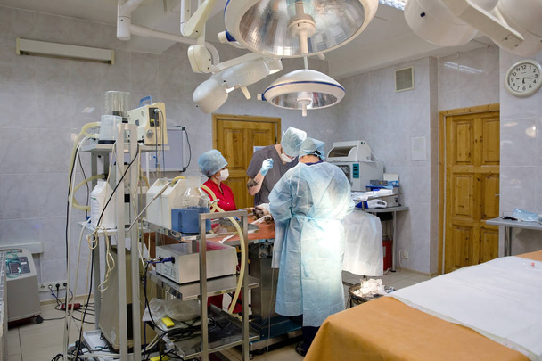 Operacja chirurgiczna psa w klinice weterynaryjnej - Zdjęcie, obraz