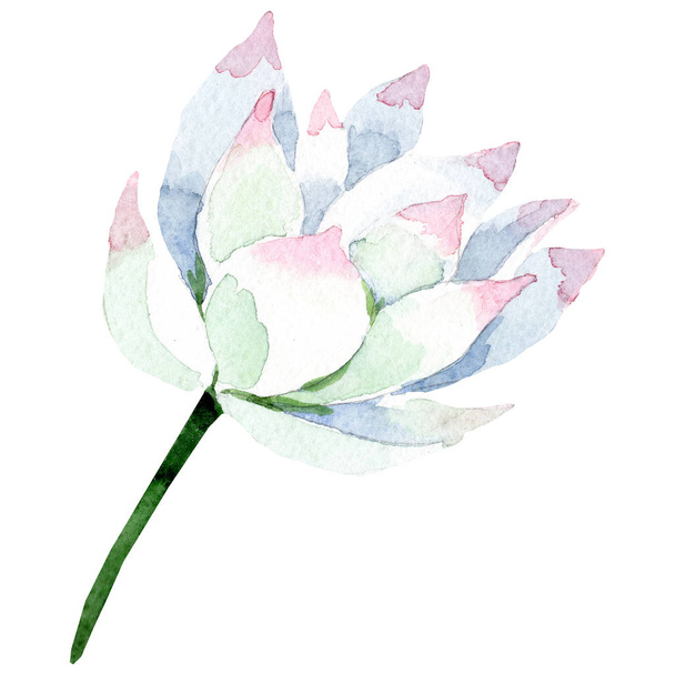 白い蓮です。花植物の花。水彩画背景イラスト セット。孤立したロータスの図要素. - 写真・画像