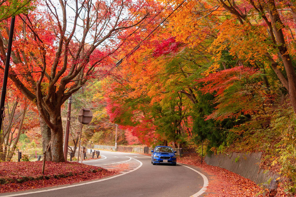 Un coche que conduce por el camino con follaje de otoño rojo cerca de Fujikawaguchiko, Yamanashi. Un árbol en Japón con fondo de cielo azul
. - Foto, imagen
