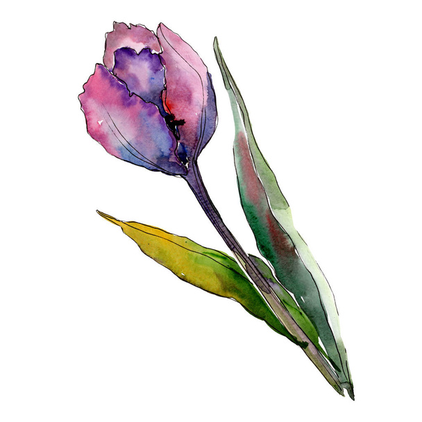 Purple tulip flower. Isolated tulip illustration element. Watercolor background illustration set. - Photo, Image