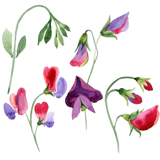 Red sweet pea flowers. Watercolor illustration set on white background. Isolated sweet pea illustration element. - 写真・画像