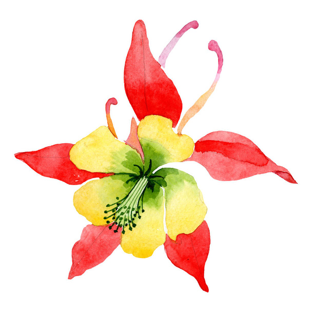 Rode gele aquilegia bloem. Geïsoleerde aquilegia illustratie element. Aquarel achtergrond afbeelding instellen. - Foto, afbeelding