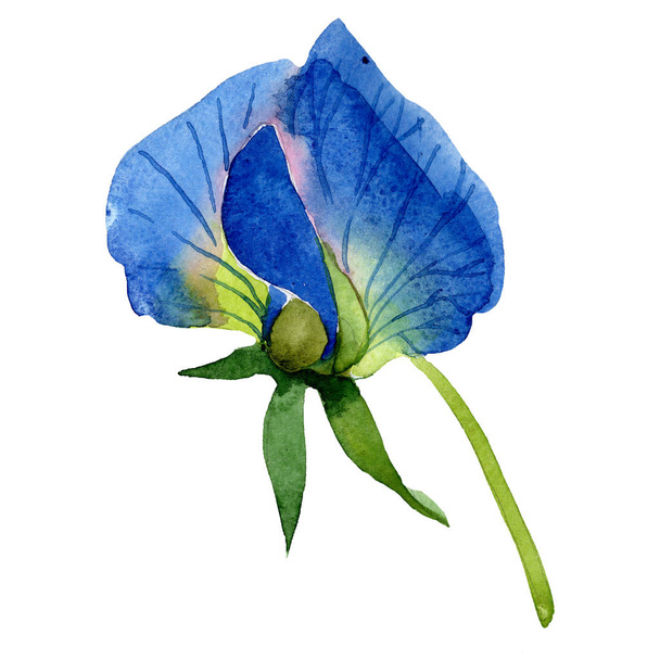 Blue sweet pea flower. Isolated sweet pea illustration element. Watercolor illustration set on white background. - Fotografie, Obrázek