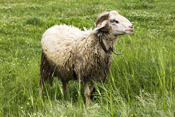 Pecore in un prato su erba verde - Foto, immagini