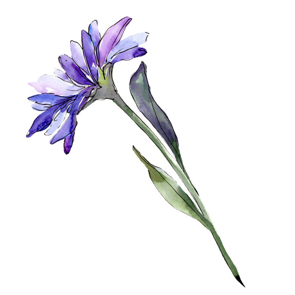 Blue aster flower with green leaf. Isolated aster illustration element. Watercolor background illustration set. - Фото, изображение