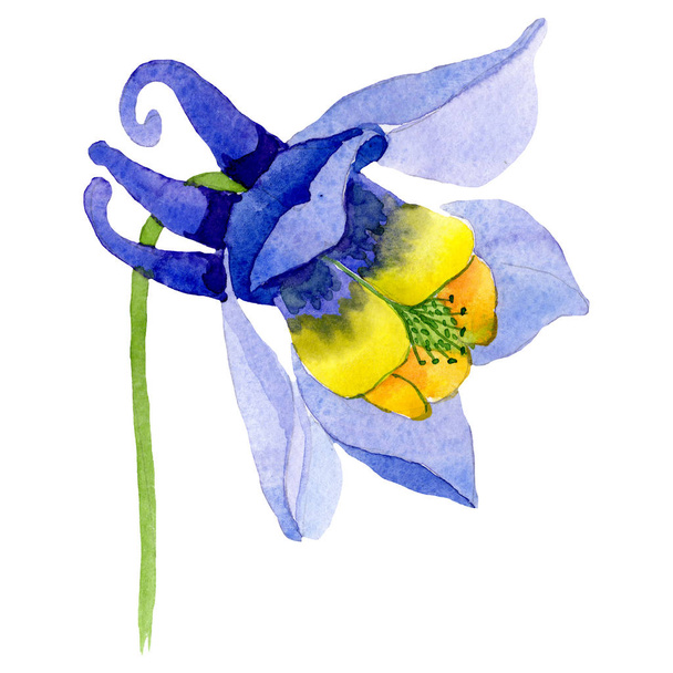 Μπλε aquilegia κίτρινο λουλούδι. Απομονωμένη aquilegia εικονογράφηση στοιχείο. Ακουαρέλα φόντο εικόνα σετ. - Φωτογραφία, εικόνα