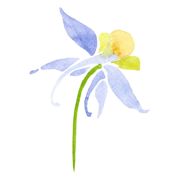 Blue yellow aquilegia flower. Isolated aquilegia illustration element. Watercolor background illustration set. - Fotografie, Obrázek
