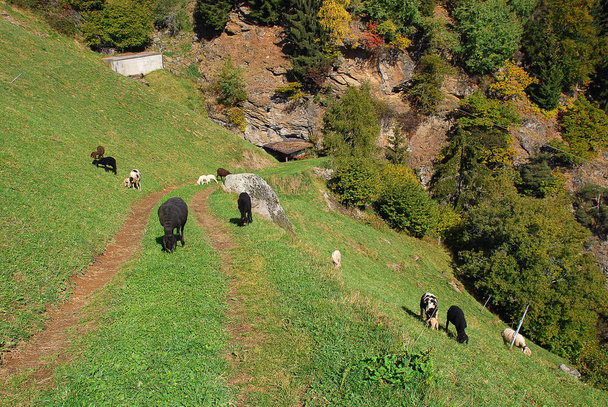 Ένα κοπάδι από πρόβατα που βόσκει σε ένα μονοπάτι πεζοπορίας στα βουνά του ομίλου Texel (Μεράνο, South Tyrol, Italy). Πρόβατα παρέχουν μαλλί, το γάλα και το κρέας για παραδοσιακή γεωργία - Φωτογραφία, εικόνα