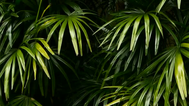 Luminosi succosi verdi esotici tropicali nel clima equatoriale della foresta della giungla. Fondo con insolito fogliame vegetale ondeggiante. Texture naturale con foglie succose. Luce del sole sulla foglia di palma - Filmati, video