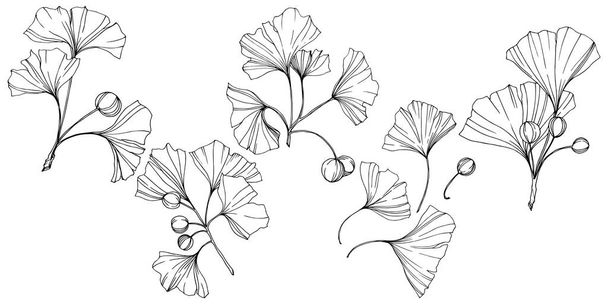 Vettore. Foglia di ginkgo incisa in bianco e nero. Orto botanico vegetale. Elemento isolante di illustrazione ginkgo
. - Vettoriali, immagini