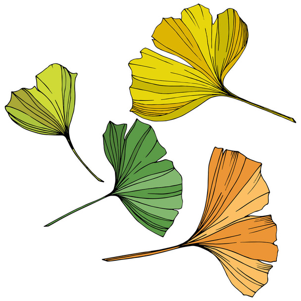 Vector. Ginkgo blad. Plant botanische tuin. Geïsoleerde ginkgo illustratie element op witte achtergrond. - Vector, afbeelding