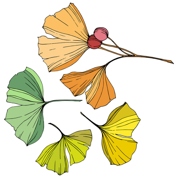 Vector. Ginkgo leaf. Plant botanical garden. Isolated ginkgo illustration element on white background. - Vector, Image