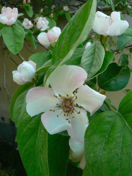 flores de membrillo en sus ramas en primavera en auvergne
 - Foto, imagen