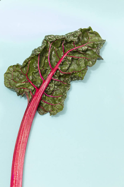 variété de blettes à tige rougeâtre, nerfs contrastant avec les feuilles vertes
 - Photo, image