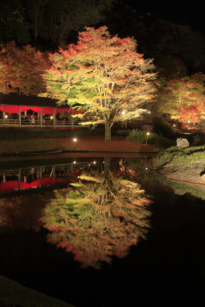hojas y estanques de otoño iluminados en Shuzenji, Shizuoka, Japón
 - Foto, imagen