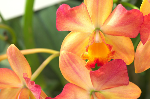 orchidée gradation orange
 - Photo, image