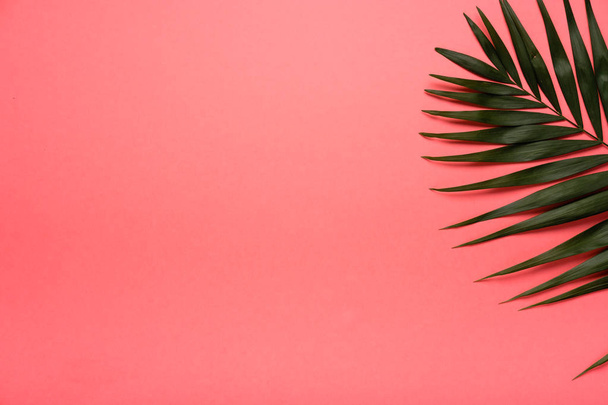 Trendy summer tropical leaves on pink background.  Bright summer color. Minimal style. - Foto, imagen