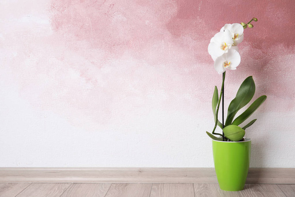 Beautiful tropical orchid flower in pot on floor near color wall. Space for text - Foto, Bild