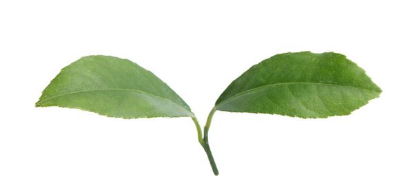 Fresh green citrus leaves on white background - Foto, Imagen
