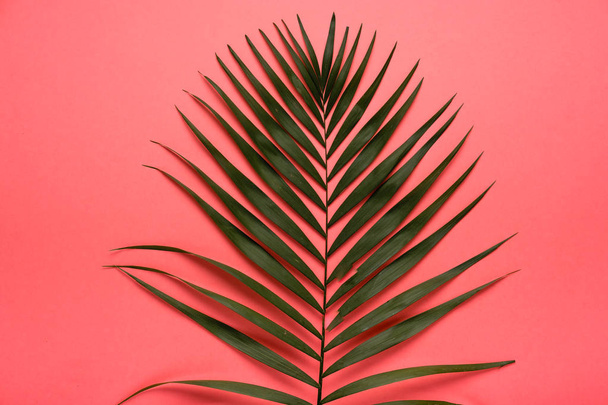 Trendy summer tropical leaves on pink background.  Bright summer color. Minimal style. - Foto, Bild