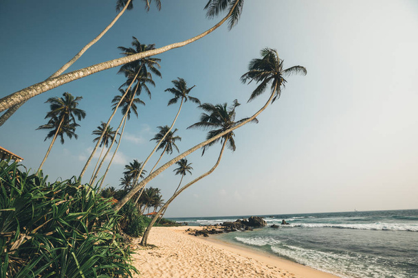 Tropical beach with coconut palm trees - 写真・画像