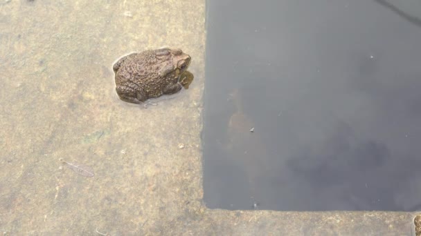 Toad was marooned wait time to starve to death in the pond. - Footage, Video