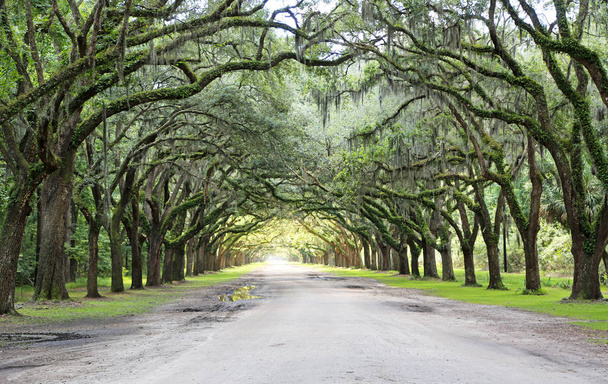 Debowa Alejka do Wormsloe plantacji - Savannah, Georgia - Zdjęcie, obraz